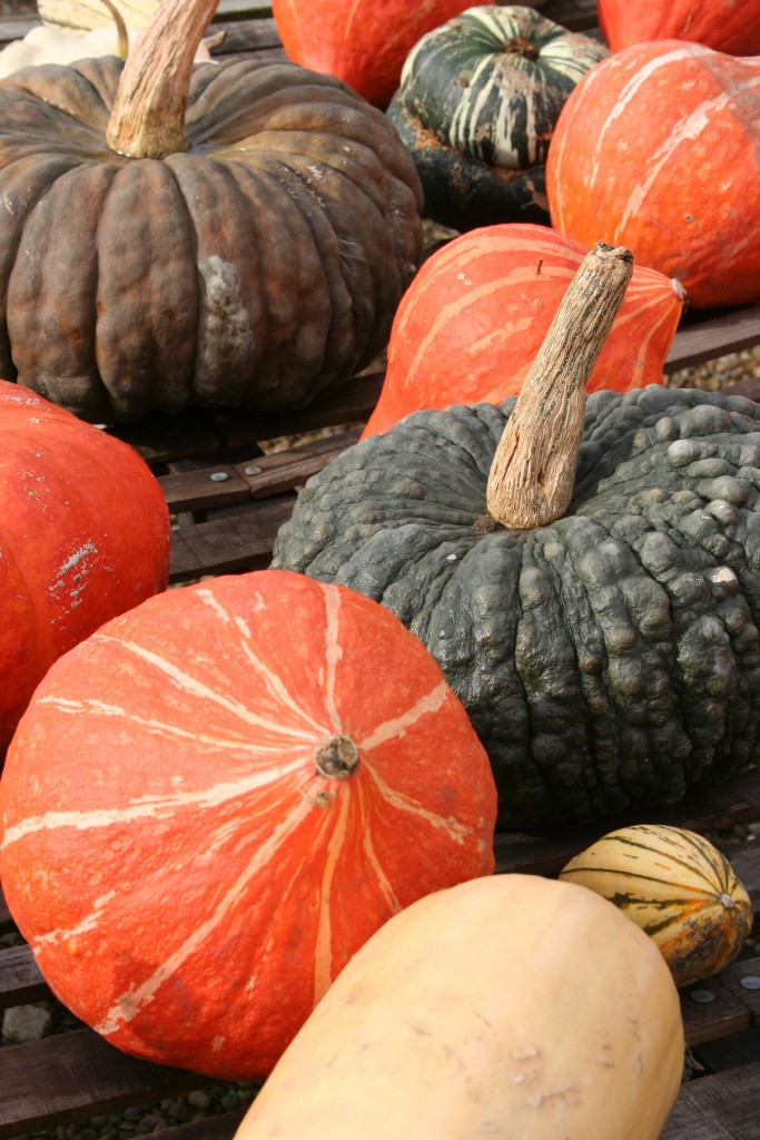 Winter Squash